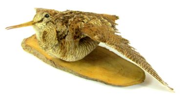 Taxidermy. Woodcock, mounted on a wooden base, 52cm wide.