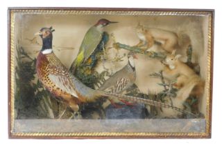 Taxidermy. A cased diorama, comprising pheasant, two red squirrels, a green woodpecker, and partridg