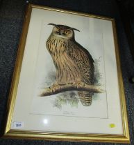 After Edward Lear. Eagle Owl, print.
