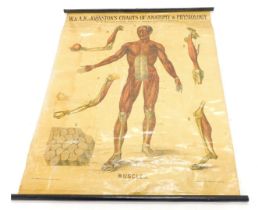 An early to mid 20thC medical chart, W & A.K. Johnstons' chart of anatomy and physiology by William