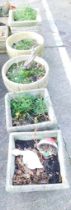 Five various garden planters, comprising two lattice type bucket planters, two lattice square plante