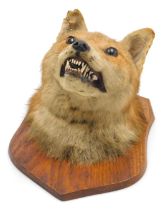 Taxidermy. A fox's head, on an oak shield mount, various traces of a Leicester label verso.