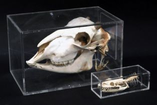 A deer's skull, contained in a Perspex case, 26cm wide, together with a snake skull, contained in a