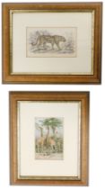 Two 19thC colour engravings, depicting a leopard, 13.5cm x 22.5cm, and giraffes, 21cm x 13cm.