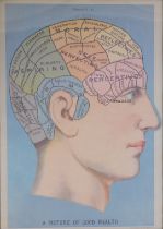 20thC School. A Picture of Good Health, phrenology chart 1 study published by Cavalline Papers and C