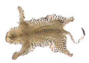 A leopard skin, with flat head, unbacked, 140cm x 102cm, circa 1930, sold with cities license number