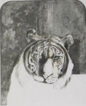 Bryan Organ (b.1935). Tiger, artist signed lithographic print, 43/150, dated 1974, 75cm x 62.5cm. La