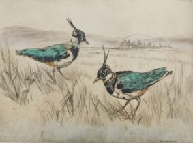 Henry Wilkinson (1921-2011). Northern Lapwings, artist signed coloured etching, 121/150, 27cm x 36cm