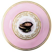 A Barr, Flight & Barr Worcester porcelain plate, early 19thC, painted with a seashell and seaweed, w