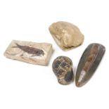 Four fossils, comprising a Knightia fish, Eocene period from Wyoming, an Orthoceras, an Echinoid, an