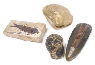 Four fossils, comprising a Knightia fish, Eocene period from Wyoming, an Orthoceras, an Echinoid, an