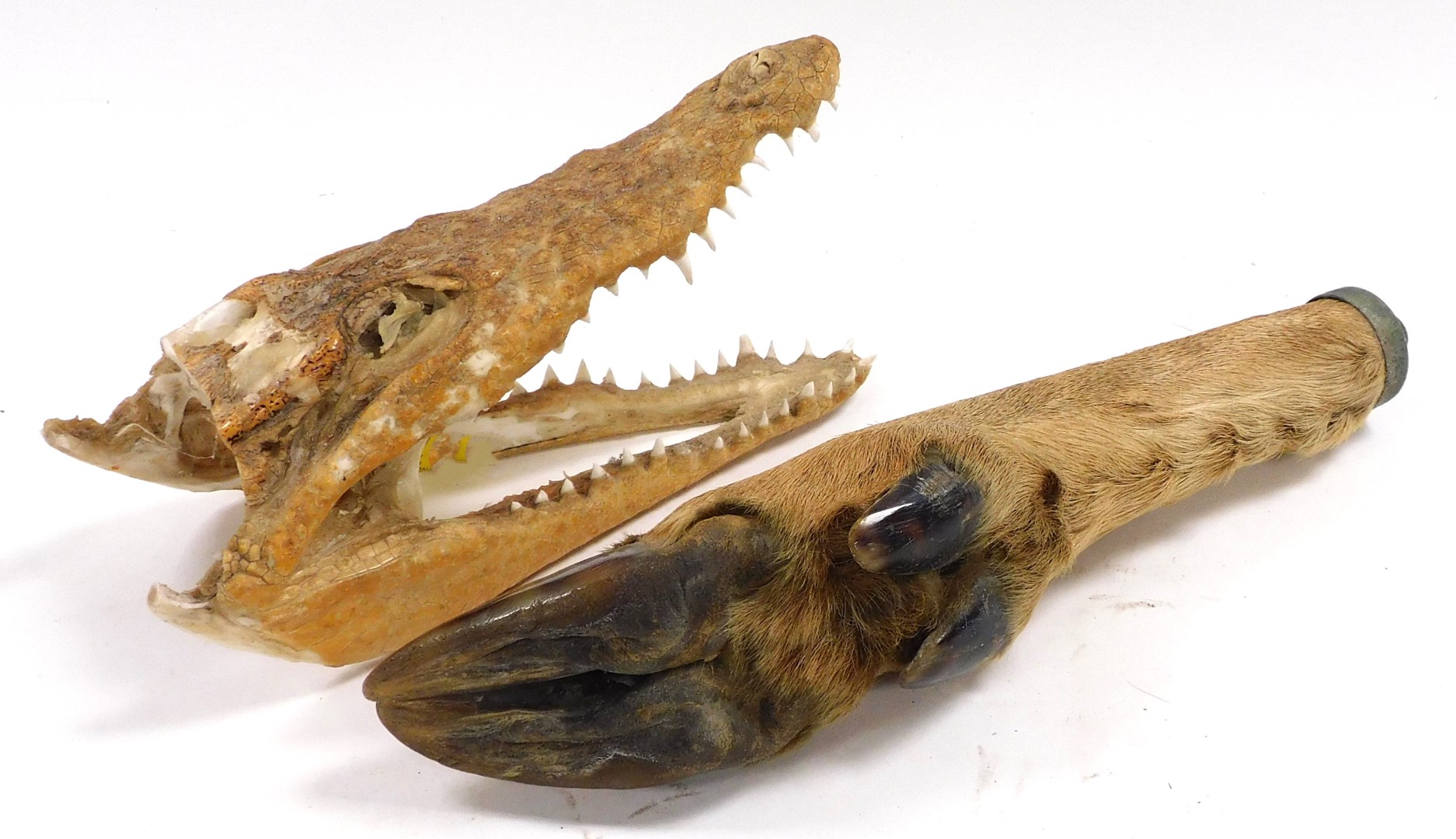 A Caiman skull, together with an American thermometer, mounted on an antelope's hoof, 29cm high. (2) - Image 2 of 2