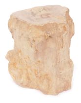 A section of petrified wood, 26cm high, 24cm wide.