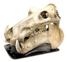 A Hippopotamus skull, lacking some teeth, on ebonised base, 51cm long.