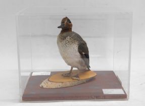 A taxidermied Teal Drake, in fitted perspex case, 34cm wide.