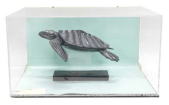 A museum replica of an Archelon turtle, in Perspex case, 53cm wide.