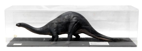 A museum model of an Apatosaurus dinosaur, in fitted perspex case, 141cm wide.