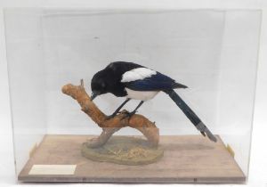 A taxidermied Magpie, in fitted Perspex case, 53cm wide.