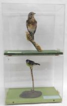 Two taxidermied birds, a Fieldfare and a Blue tit.