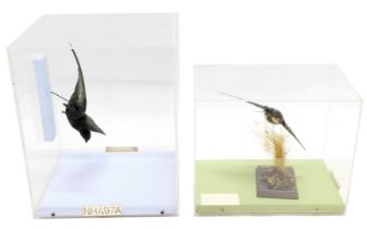 Two taxidermied birds, a Swallow and a juvenile Swallow, both in fitted Perspex cases.