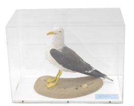 A taxidermied Black-Headed Gull, in Perspex case, 54cm wide.