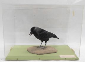 A taxidermied Jackdaw, in fitted Perspex case, 53cm wide.