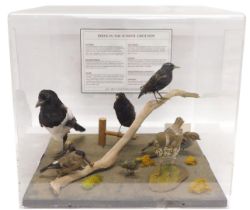 A taxidermied collection of British birds, Blackbird, female Bullfinch, Magpie, Song Thrush, Starlin