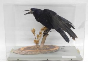 A taxidermied Rook perched on a branch, in fitted Perspex case, 53cm wide.