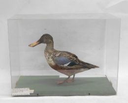 A taxidermied Shoveller duck, in perspex case, 53cm wide.