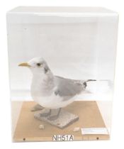 A taxidermied Common Gull, in fitted Perspex case, 31.5cm wide.