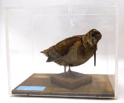 A taxidermied Woodcock, in fitted Perspex case and travelling case, 32cm wide.