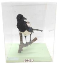 A taxidermied Magpie, perched on a branch, in fitted perspex case, 32cm wide.