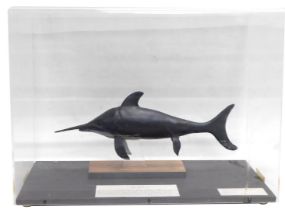 A museum model of an Icthyosaurus dinosaur, in fitted perspex case, 54cm wide.