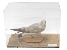 A taxidermied immature Gull, in fitted Perspex case, 53cm wide.