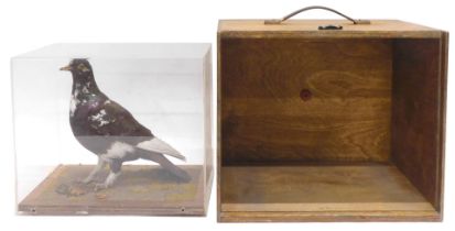 A taxidermied Pigeon, in fitted Perspex case and travelling case, 30cm wide.