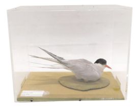 A taxidermied Arctic Tern, 34cm wide.
