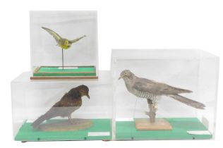 A taxidermied Grey Partridge, Red Grouse and a Red Leg Partridge. (3)
