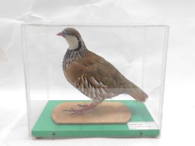 A taxidermied Partridge, in fitted Perspex case and outer travelling case, 30cm wide.