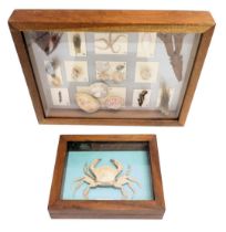 A taxidermied Swimming Crab, in fitted wooden case, and a collection of shells, seaweed, etc., mount