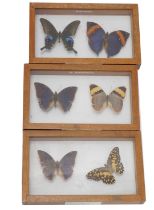 Three teak display cases, containing African, South American and Chinese butterflies.