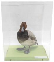 A taxidermied Pochard Duck, in fitted perspex case, 32cm wide.