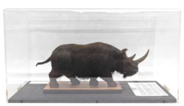 A museum model of a Wooly Rhinoceros, in a fitted perspex case, 56cm wide.