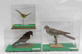 Three taxidermied birds, a Siskin, immature Blackbird and a Cuckoo, all in fitted Perspex cases.