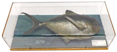 A taxidermied Ray's Bream, in fitted Perspex case, 62cm wide.