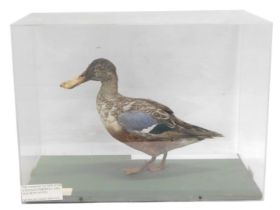 A taxidermied Widgeon, in fitted perspex case, 28cm wide.