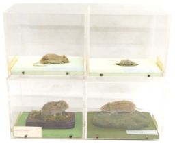 Four taxidermied rodents, Short Tailed Vole, Bank Vole, Pigmy Shrew and House Mouse, all in fitted P