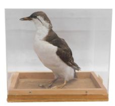 A taxidermied Guillemot, in fitted Perspex and wooden case.