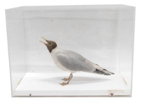 A taxidermied Black-Headed Gull, in fitted perspex case, 53cm wide.