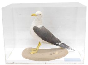 A taxidermied immature Herring Gull, in fitted Perspex case, 53cm wide.