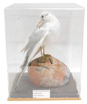 A taxidermied Black Headed Gull, mounted on grey stylised bouy, in fitted perspex case, 30cm wide.